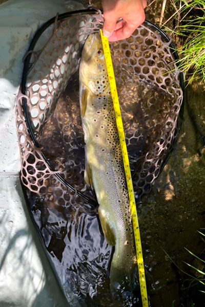 21-inch-Brown-on-light-action-St-Croix-Trout-Series