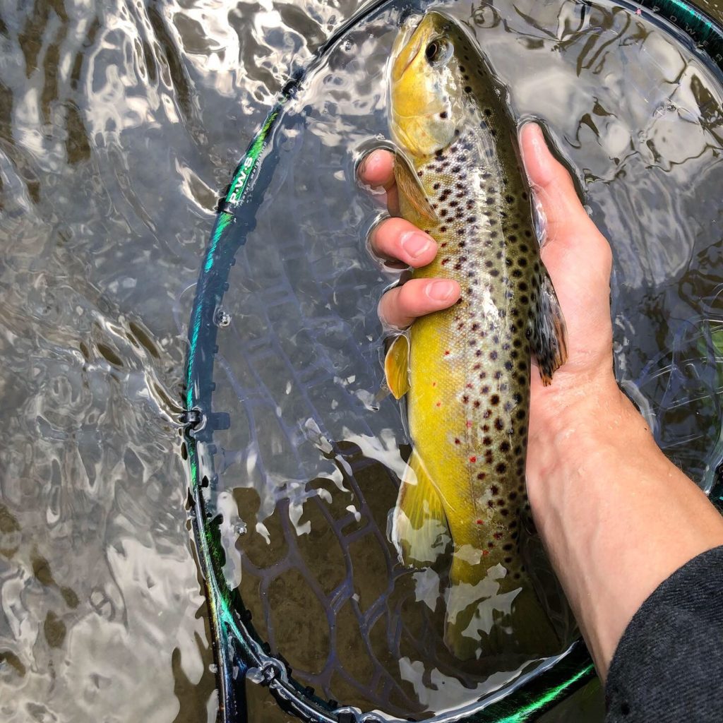 A brown trout caught on panther martin spinner