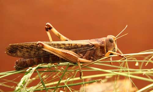 using grasshoppers for trout fishing