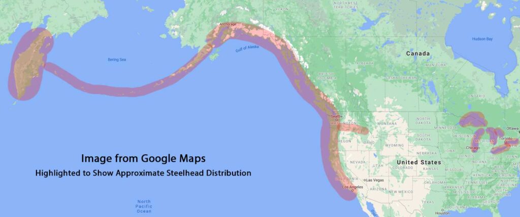 Steelhead Trout Distribution Range Map