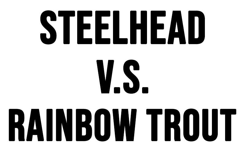 steelhead and rainbow trout